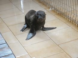 Młody samczyk uchatki kalifornijskiej. Narodziny w zoo