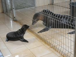 Młody samczyk uchatki kalifornijskiej. Narodziny w zoo