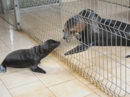 Młody samczyk uchatki kalifornijskiej. Narodziny w zoo