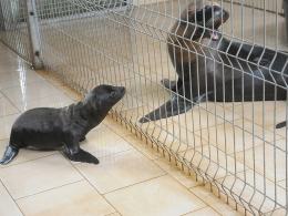 Młody samczyk uchatki kalifornijskiej. Narodziny w zoo