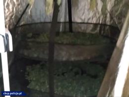 Plantacja marihuany w Opolu. CBŚP z Wrocławia w akcji