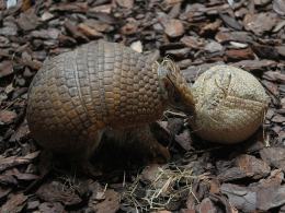W opolskim zoo przyszedł na świat pancernik