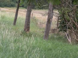 Uderzył w drzewo, wiózł dziecko. Pod Brzeg poleciał LPR