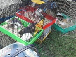 Pseudohodowla w Chróścicach. Fetor, upał i ścisk w klatkach