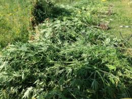 Opolscy policjanci znaleźli dużą plantację marihuany w Niemodlinie
