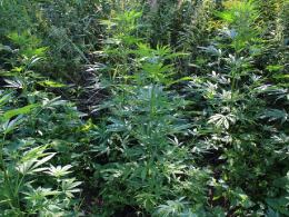 Marihuana na 1,5 metra. Zatrzymany mieszkaniec powiatu kluczborskiego