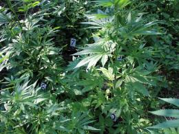 Marihuana na 1,5 metra. Zatrzymany mieszkaniec powiatu kluczborskiego