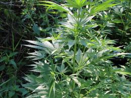 Marihuana na 1,5 metra. Zatrzymany mieszkaniec powiatu kluczborskiego