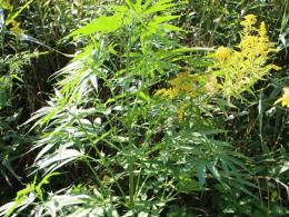 Marihuana na 1,5 metra. Zatrzymany mieszkaniec powiatu kluczborskiego