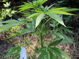 Marihuana na 1,5 metra. Zatrzymany mieszkaniec powiatu kluczborskiego