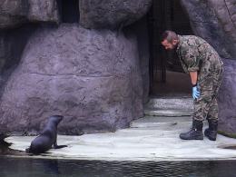 Mała uchatka z opolskiego zoo już pływa w dużym basenie