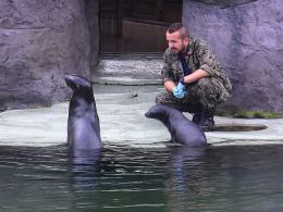Mała uchatka z opolskiego zoo już pływa w dużym basenie