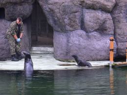 Mała uchatka z opolskiego zoo już pływa w dużym basenie