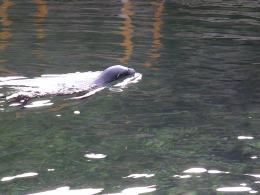 Mała uchatka z opolskiego zoo już pływa w dużym basenie