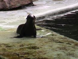 Mała uchatka z opolskiego zoo już pływa w dużym basenie