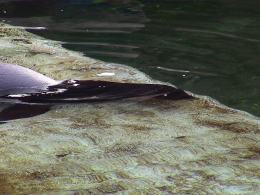 Mała uchatka z opolskiego zoo już pływa w dużym basenie