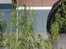 Policjanci zlikwidowali plantację marihuany - 5 osób usłyszało zarzuty