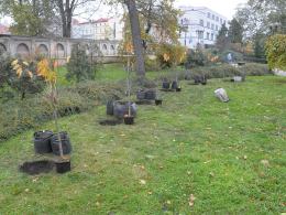 6 wiśni posadzono na Placu Wolności w Opolu.
