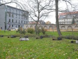 6 wiśni posadzono na Placu Wolności w Opolu.
