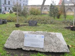 6 wiśni posadzono na Placu Wolności w Opolu.