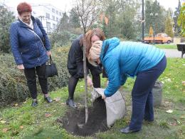 6 wiśni posadzono na Placu Wolności w Opolu.