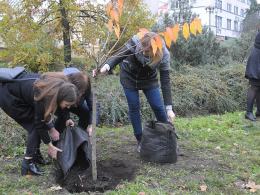 6 wiśni posadzono na Placu Wolności w Opolu.