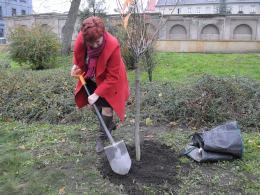 6 wiśni posadzono na Placu Wolności w Opolu.