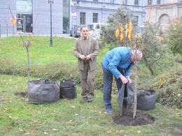 6 wiśni posadzono na Placu Wolności w Opolu.
