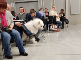 Najpiękniejszy pies Opolszczyzny wybrany