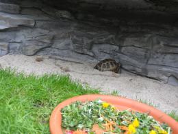 Można już zwiedzać szklarnię w opolskim zoo