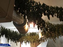 Współpraca CBŚP i policji czeskiej - zlikwidowane plantacje, zabezpieczona marihuana