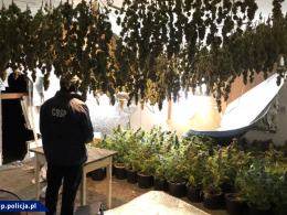Współpraca CBŚP i policji czeskiej - zlikwidowane plantacje, zabezpieczona marihuana