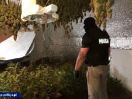Współpraca CBŚP i policji czeskiej - zlikwidowane plantacje, zabezpieczona marihuana