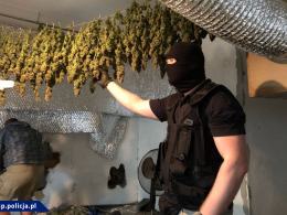 Współpraca CBŚP i policji czeskiej - zlikwidowane plantacje, zabezpieczona marihuana