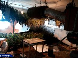 Współpraca CBŚP i policji czeskiej - zlikwidowane plantacje, zabezpieczona marihuana