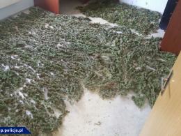 Współpraca CBŚP i policji czeskiej - zlikwidowane plantacje, zabezpieczona marihuana