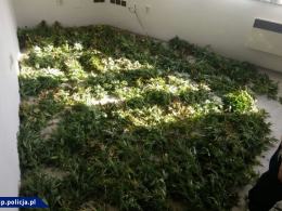 Współpraca CBŚP i policji czeskiej - zlikwidowane plantacje, zabezpieczona marihuana