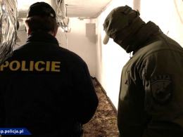 Współpraca CBŚP i policji czeskiej - zlikwidowane plantacje, zabezpieczona marihuana
