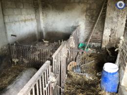 Gospodarz hodował zwierzęta w karygodnych warunkach. Interwencja TOZ i kryminalnych
