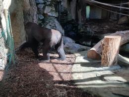 Dwa goryle dołączyły do opolskiego zoo