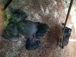 Dwa goryle dołączyły do opolskiego zoo