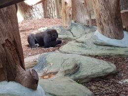 Dwa goryle dołączyły do opolskiego zoo