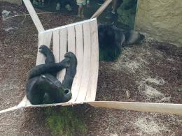 Dwa goryle dołączyły do opolskiego zoo