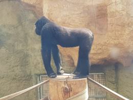 Dwa goryle dołączyły do opolskiego zoo