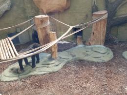 Dwa goryle dołączyły do opolskiego zoo