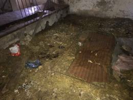 Interwencja TOZ-u w Ligocie Prószkowskiej. Zabrano 17 psów i ledwo żyjącego konia