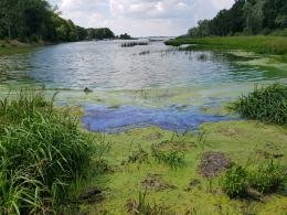 Turyści skarżą się na smród w zatoczkach jeziora dużego w Turawie