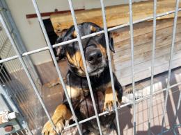 W Opolskim Schronisku potrzebna kocia karma