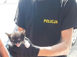 Mały kot utknął w komorze silnika. Szybka reakcja policjantów uratowała mu życie