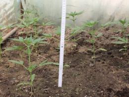 Ćwierć kilograma narkotyków w piwnicy, uprawa konopi w ogródku